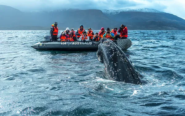 Puerto Vallarta 11 Go Whale Watching