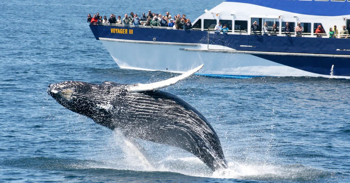 Cabo San Lucas, Mexico 10 Whale Watching